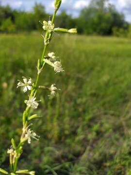 Image of Silene tatarica (L.) Pers.