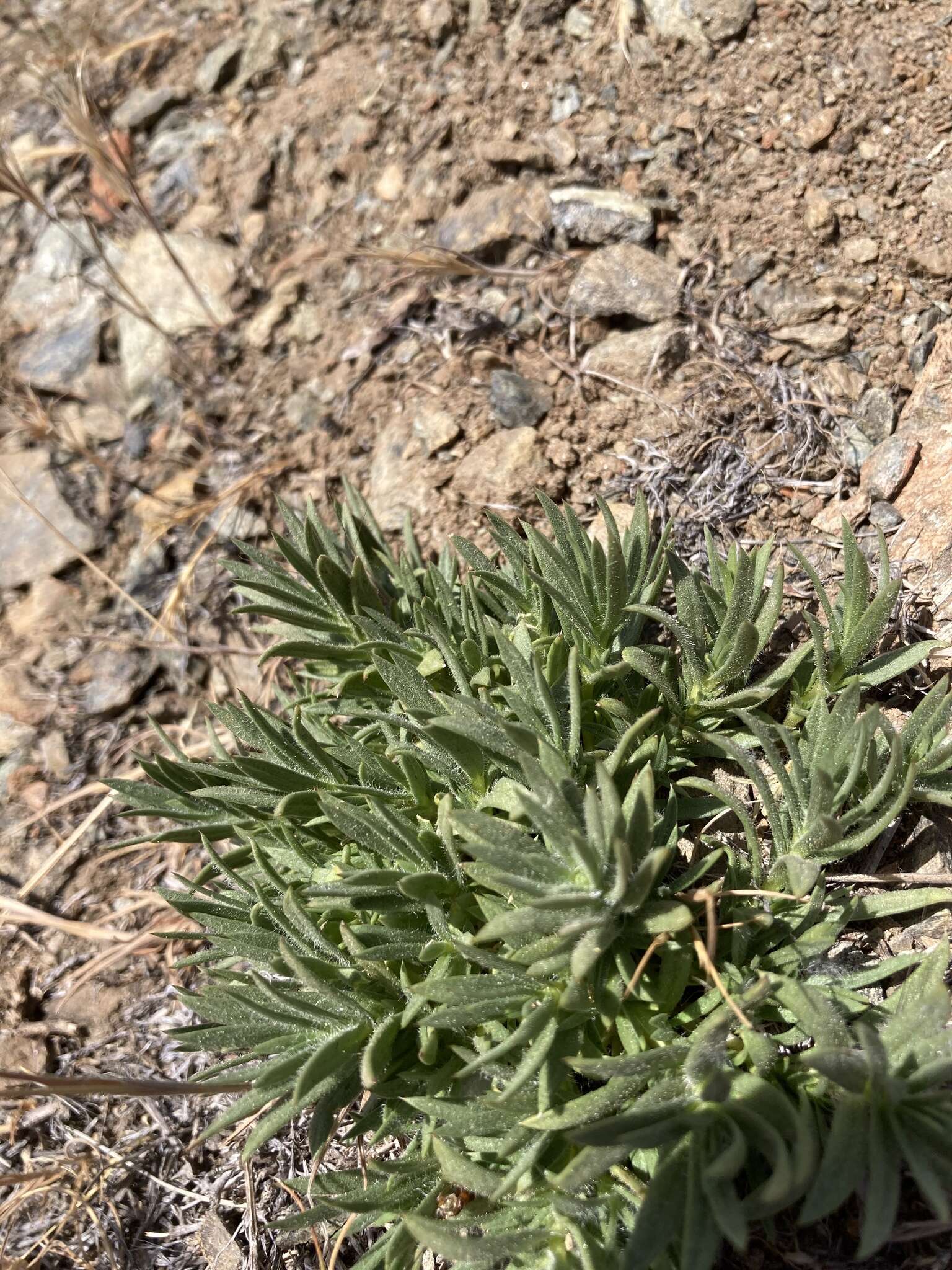 Image of Yreka phlox