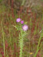 Image de Carduus carpetanus Boiss. & Reut.