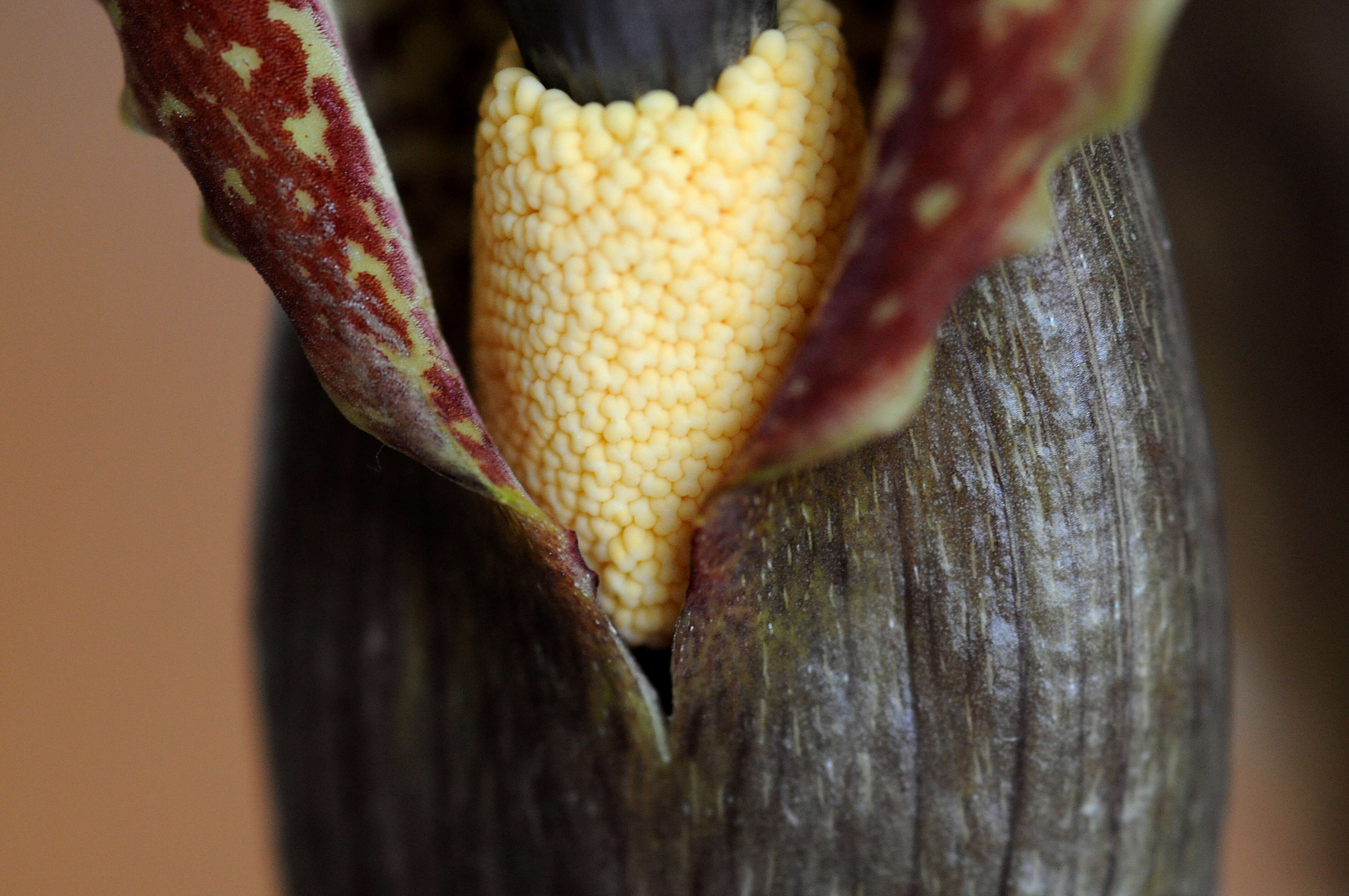 Image of Voodoo Lily