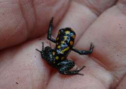 Image of Brazilian Poison Frog