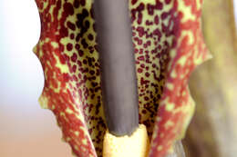 Image of Voodoo Lily