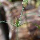 Imagem de Cyperus hermaphroditus (Jacq.) Standl.