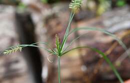 Слика од Cyperus hermaphroditus (Jacq.) Standl.