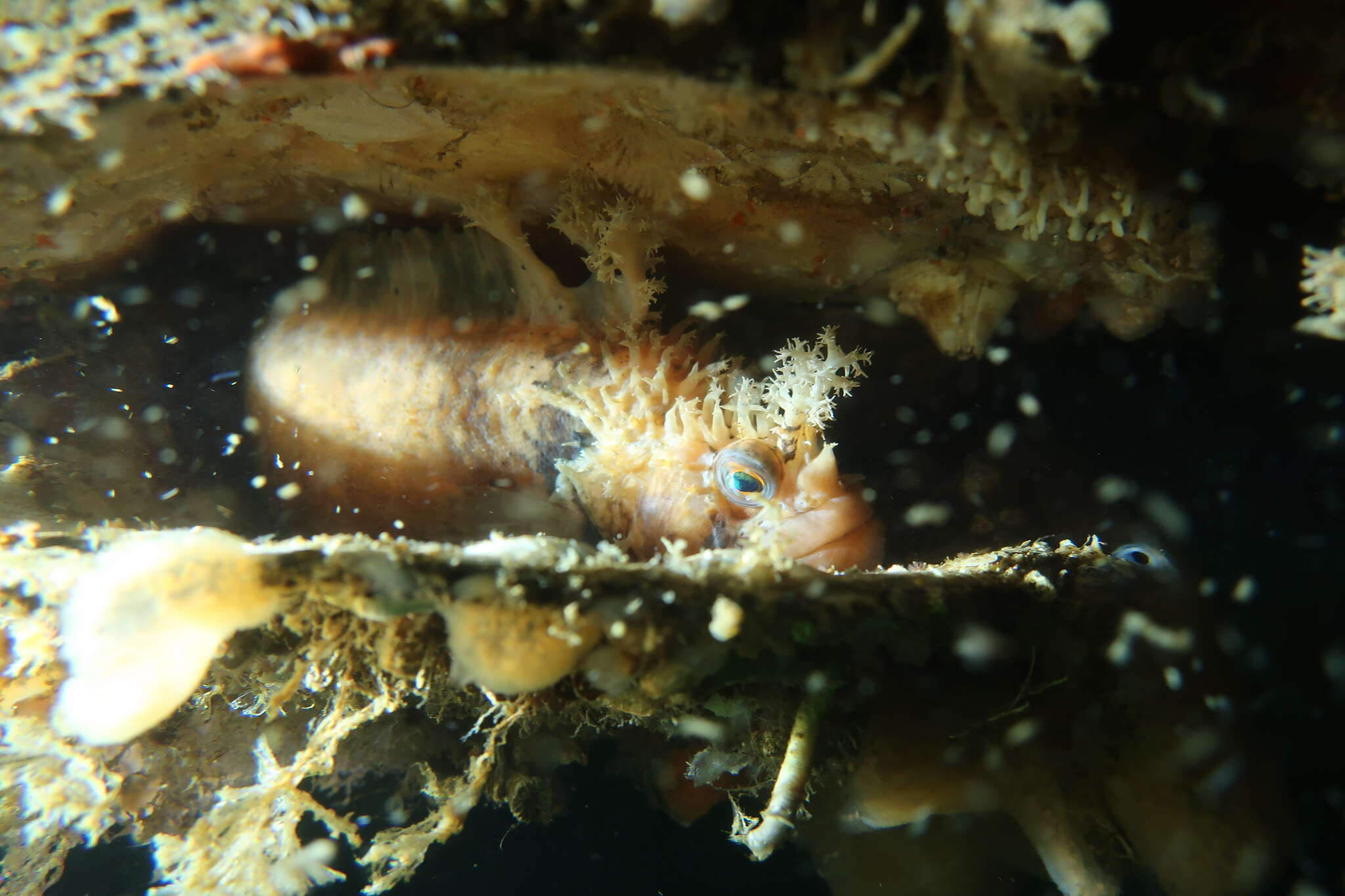 Image of Decorated Warbonnet