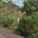 Crotalaria goreensis Guill. & Perr. resmi