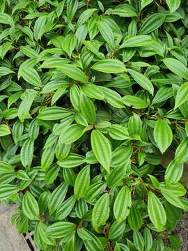 Image of Viburnum davidii Franch.