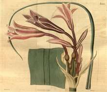 Image de Crinum bulbispermum (Burm. fil.) Milne-Redh. & Schweick.