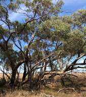 Image of Eucalyptus odorata Behr