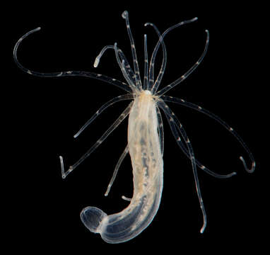 Image of Starlet Sea Anemone