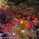 Image of Chinese dragon nudibranch