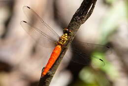 Image of Lyriothemis meyeri (Selys 1878)