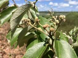 Image of Luehea divaricata Mart.