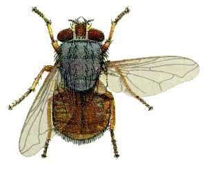 Image of Calliphora stygia (Fabricius 1781)