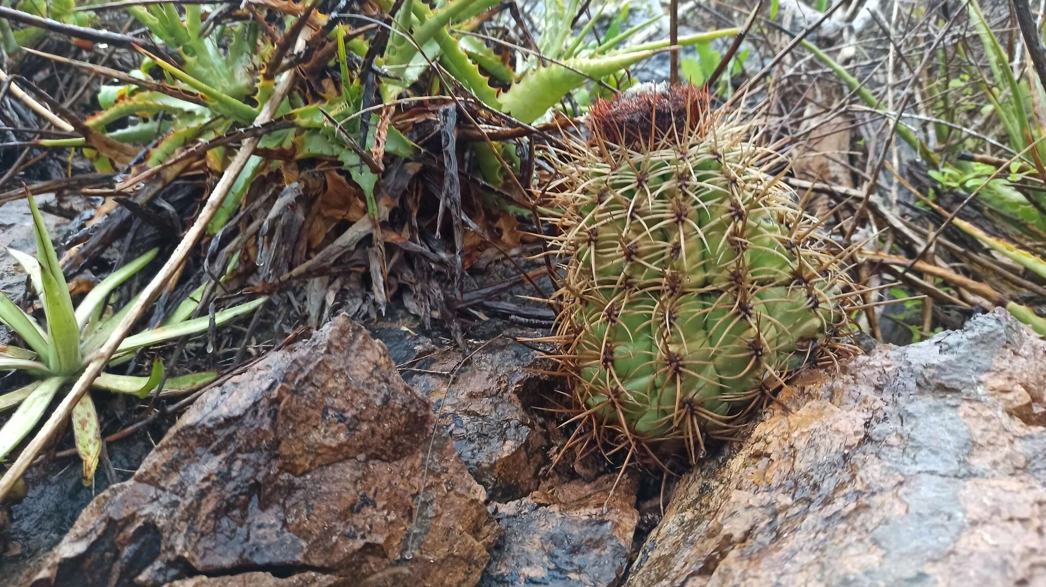 Image of Melocactus curvispinus subsp. dawsonii (Bravo) N. P. Taylor