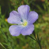 Слика од Linum bienne Miller