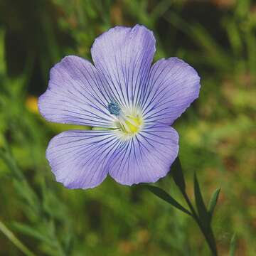 Слика од Linum bienne Miller