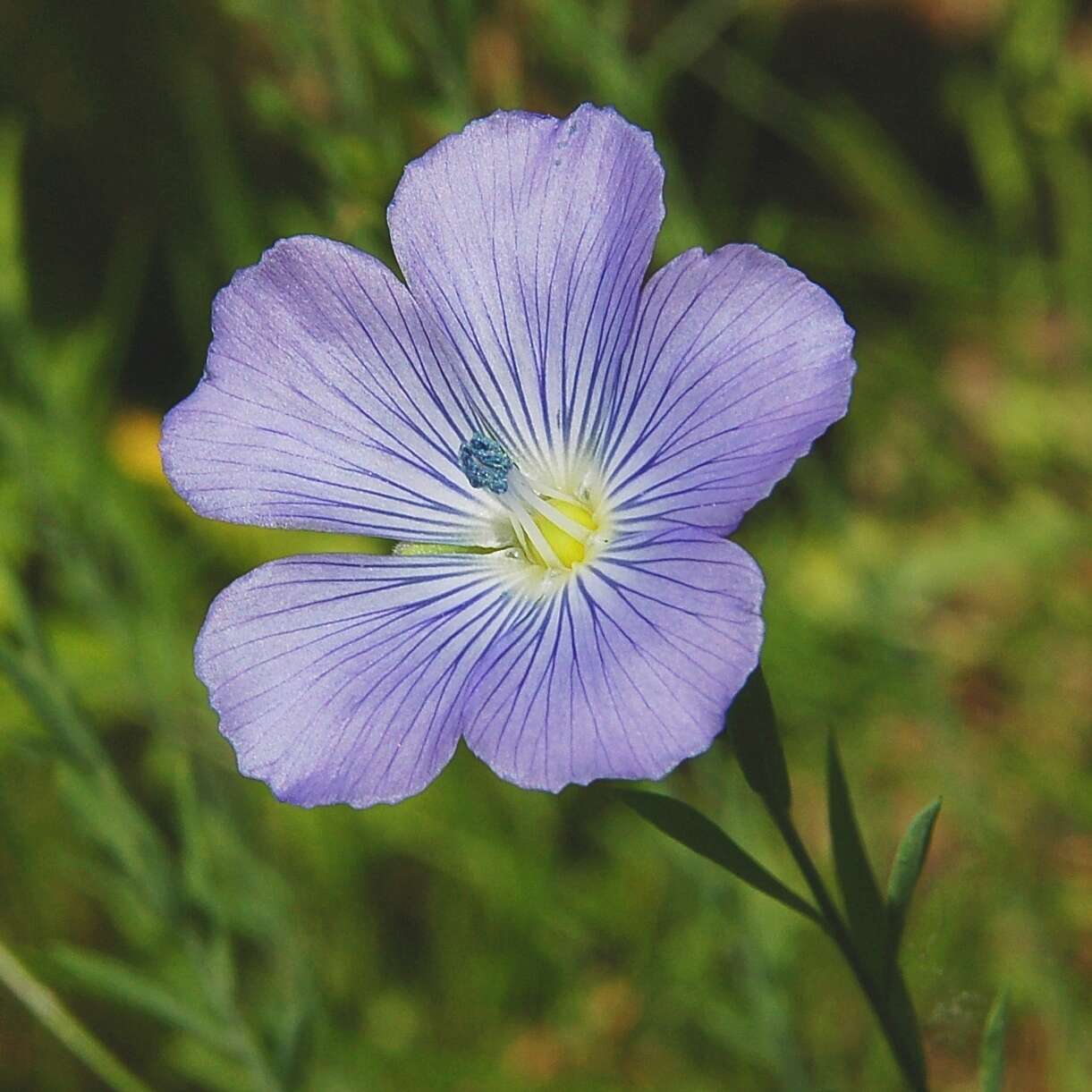 Слика од Linum bienne Miller