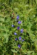 Imagem de Echium vulgare L.