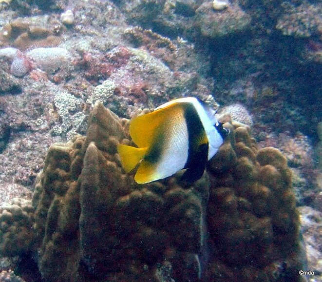 Image of Bannerfish