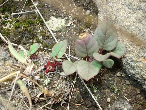 Image of Ceropegia swazica (R. A. Dyer) Bruyns