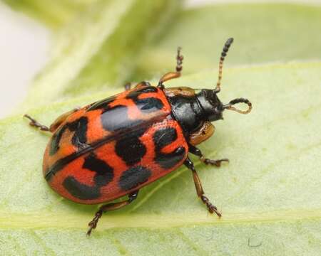 Image of Chrysomela (Macrolina) falsa Brown 1956