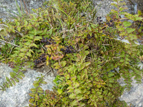 Image of Coriaria kingiana Col.