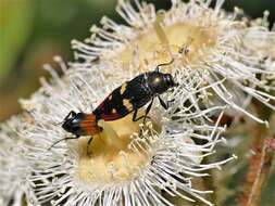 Image of Castiarina insignis (Blackburn 1892)