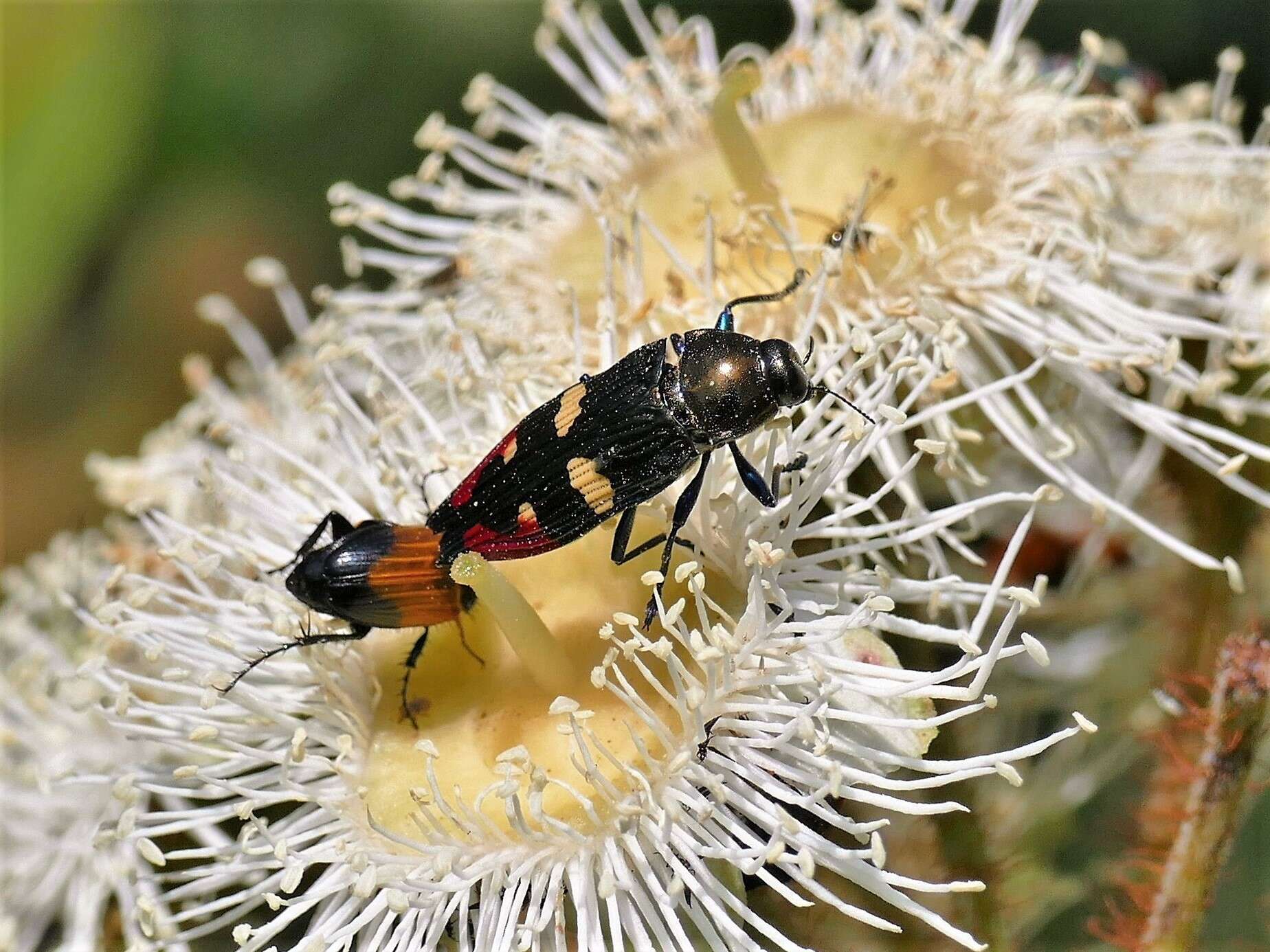 Sivun Castiarina insignis (Blackburn 1892) kuva