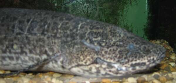 Image of African lungfishes