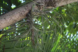 Image de Tillandsia caput-medusae É. Morren