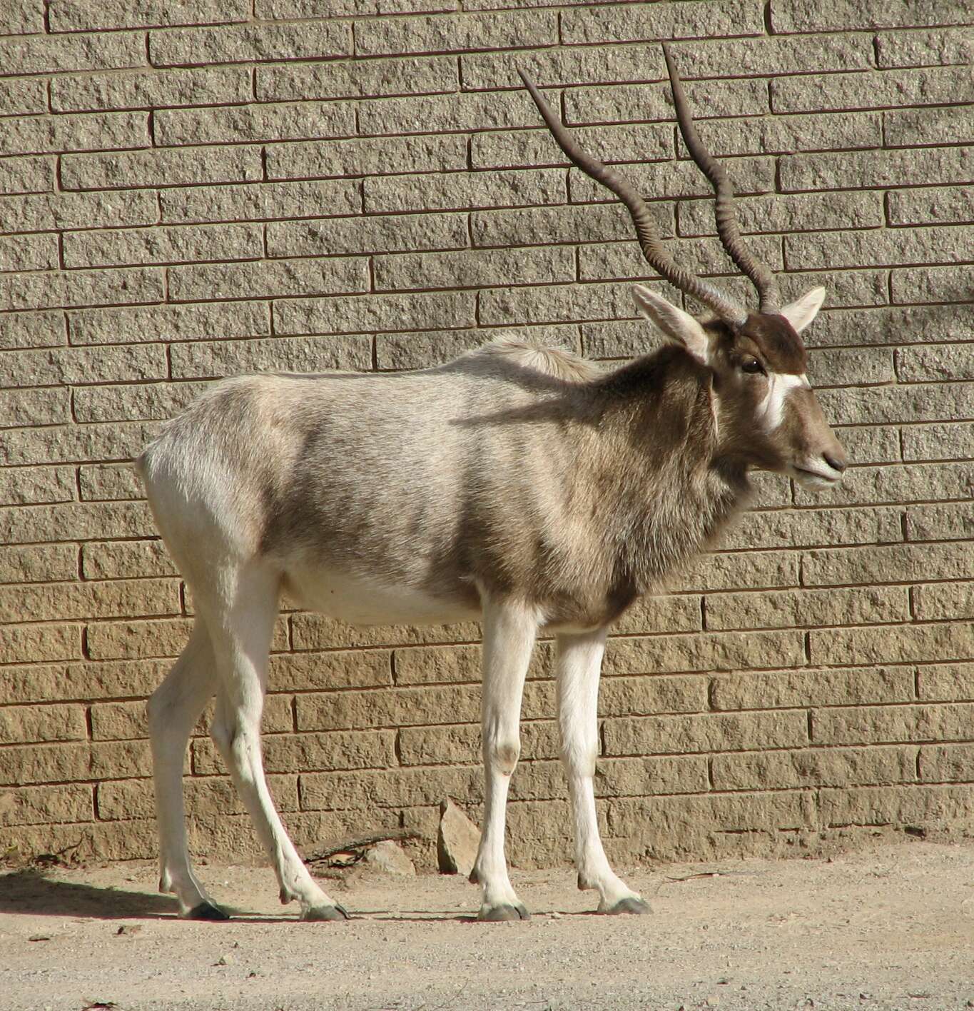 Image of Addax