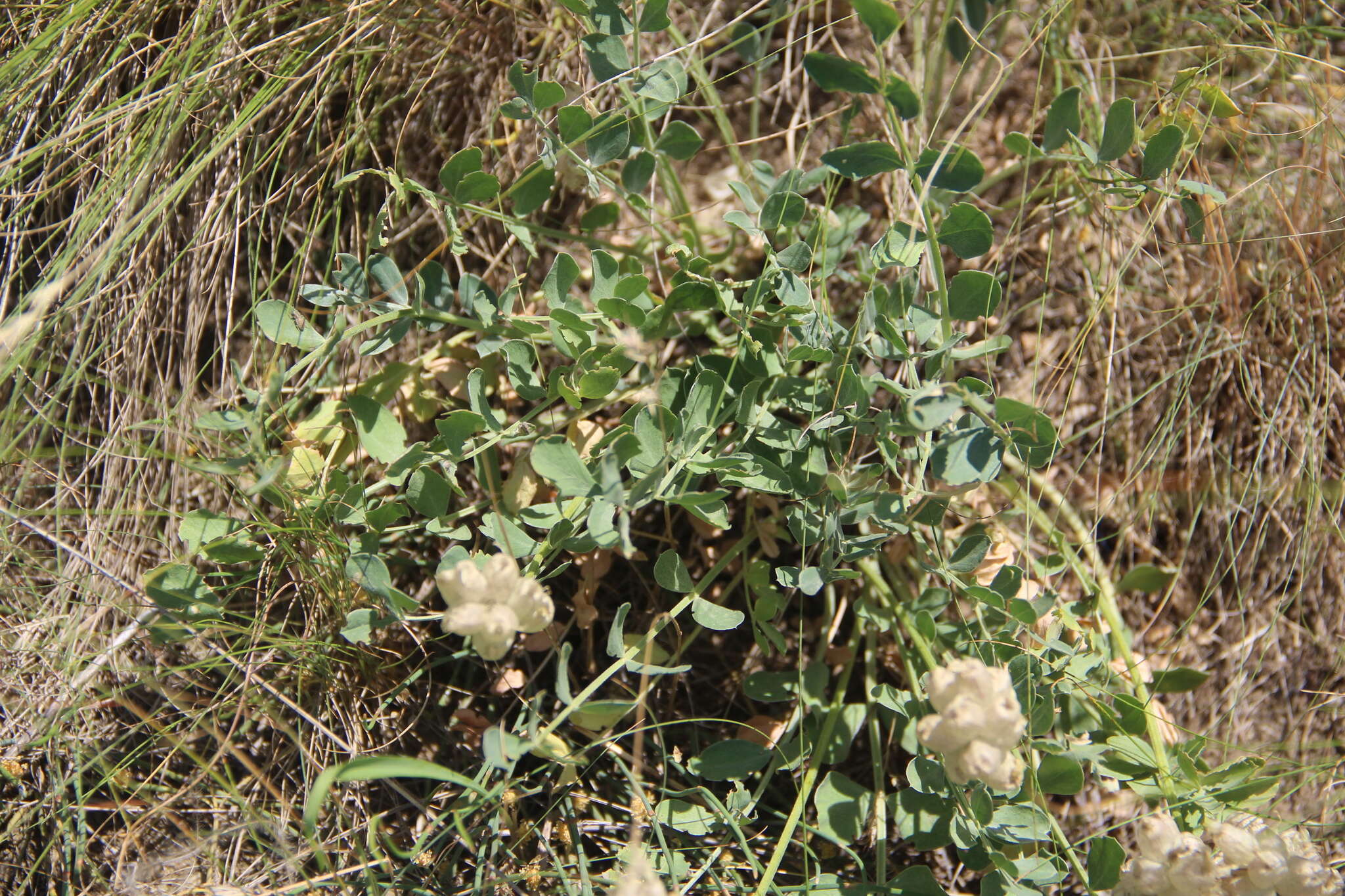 Image of Astragalus calycinus Bieb.