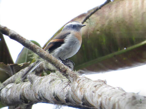 Image of Rufous-breasted Chat-Tyrant