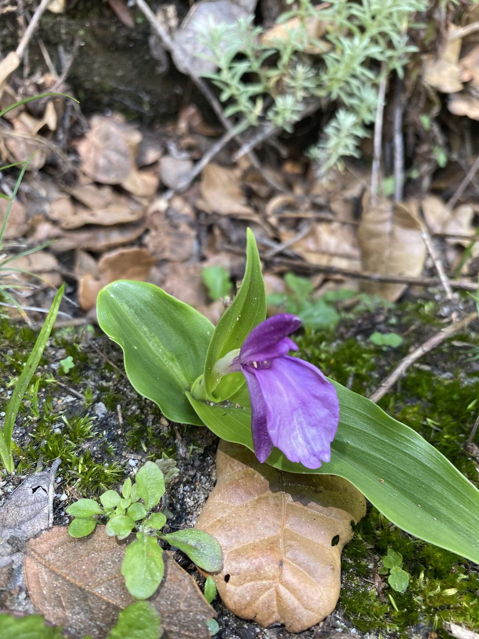 Image of Roscoea bhutanica Ngamr.