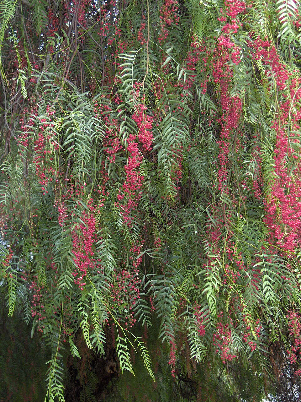 Image of Peruvian peppertree