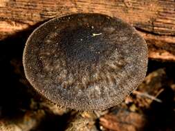 Image of Pluteus velutinornatus G. Stev. 1962