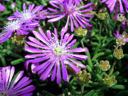 Imagem de Delosperma cooperi (Hook. fil.) L. Bol.