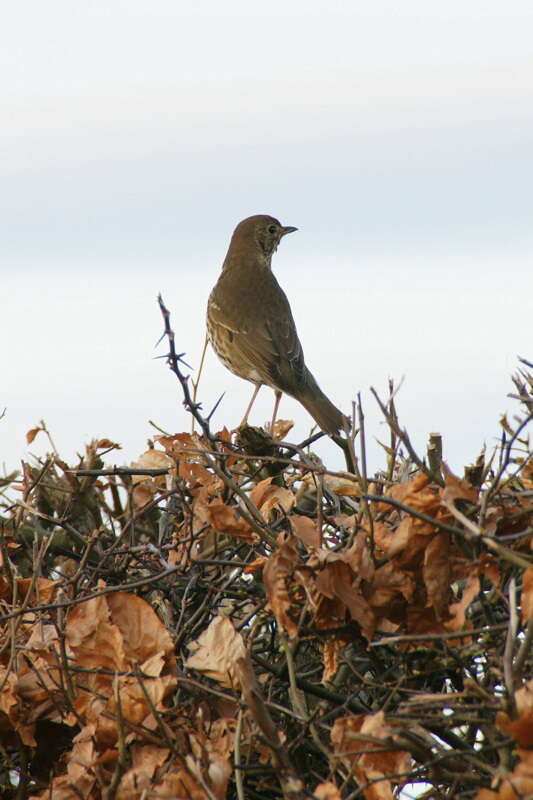 Image of Song Thrush