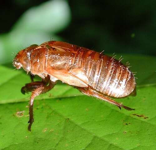 Image of Decim Periodical Cicada