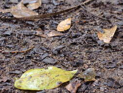 Image of Caribbean white-lipped frog