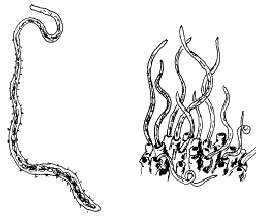 Image of sludge worms