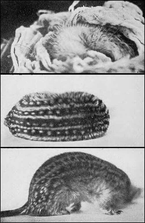 Imagem de Ictidomys tridecemlineatus (Mitchill 1821)