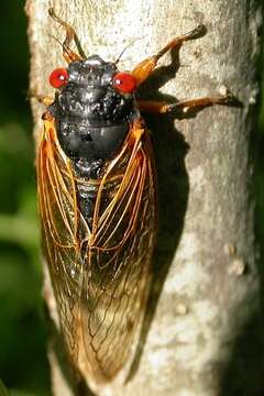 Image of Decim Periodical Cicada