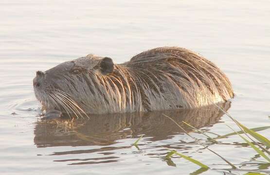 Image of River Rats