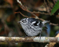 Image of Setophaga Swainson 1827