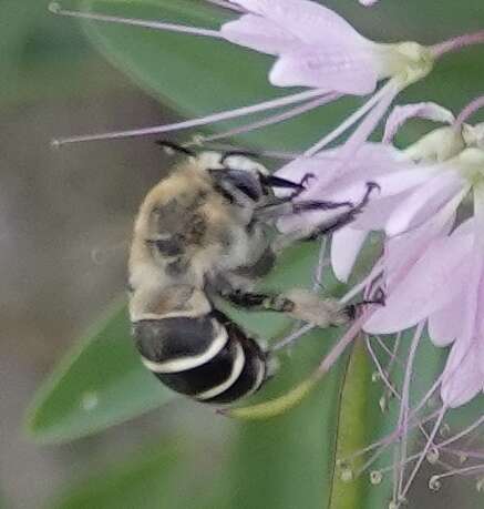 Image of Anthophora walshii Cresson 1869