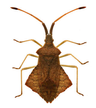 Image of Syromastus