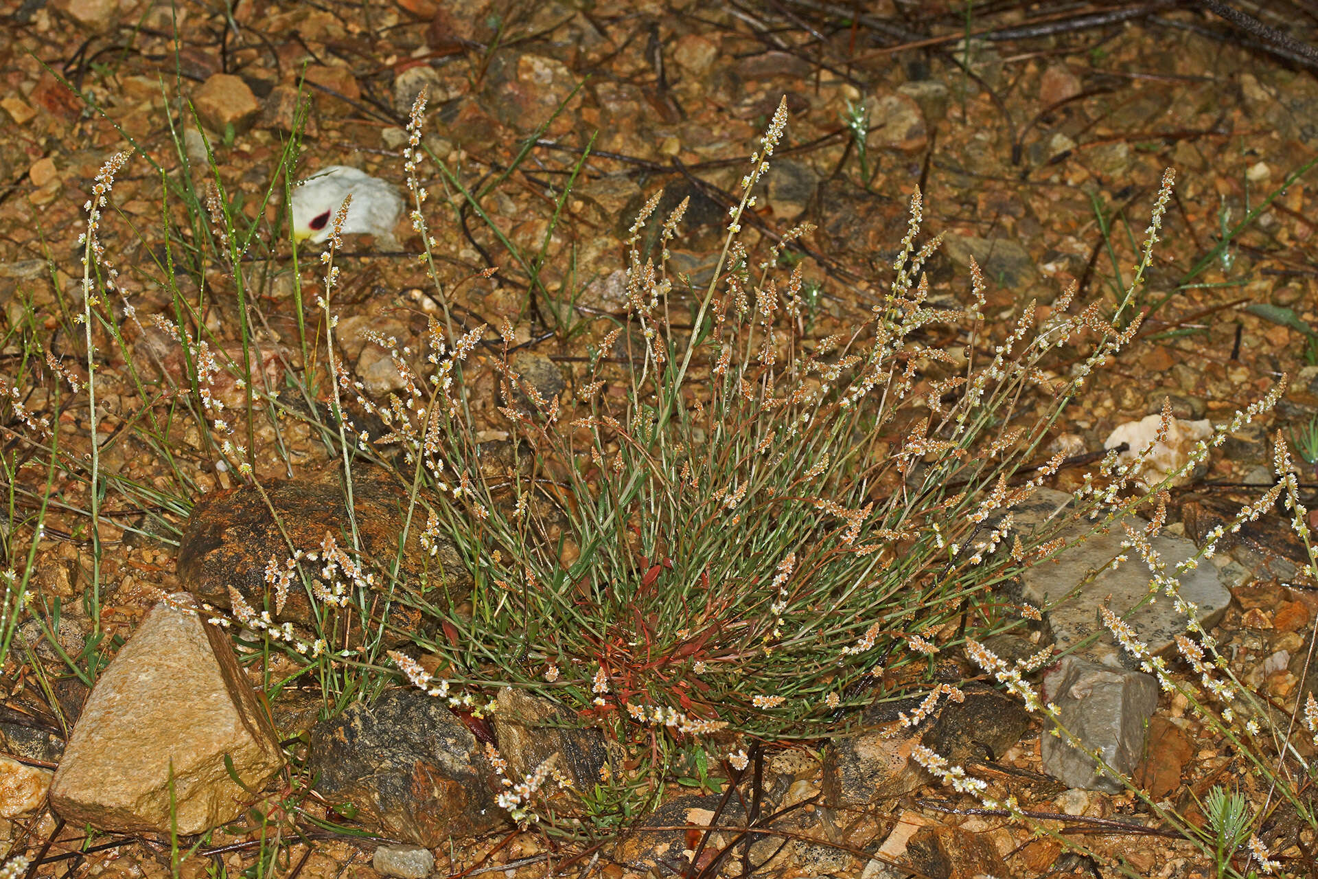 Image of Sesamoides purpurascens (L.) G. López González