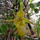 Sivun Phragmipedium longifolium (Warsz. & Rchb. fil.) Rolfe kuva